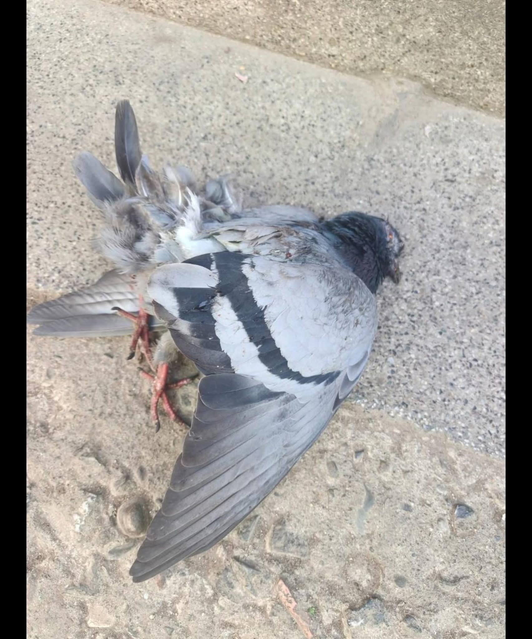 FB_IMG_1768658595824