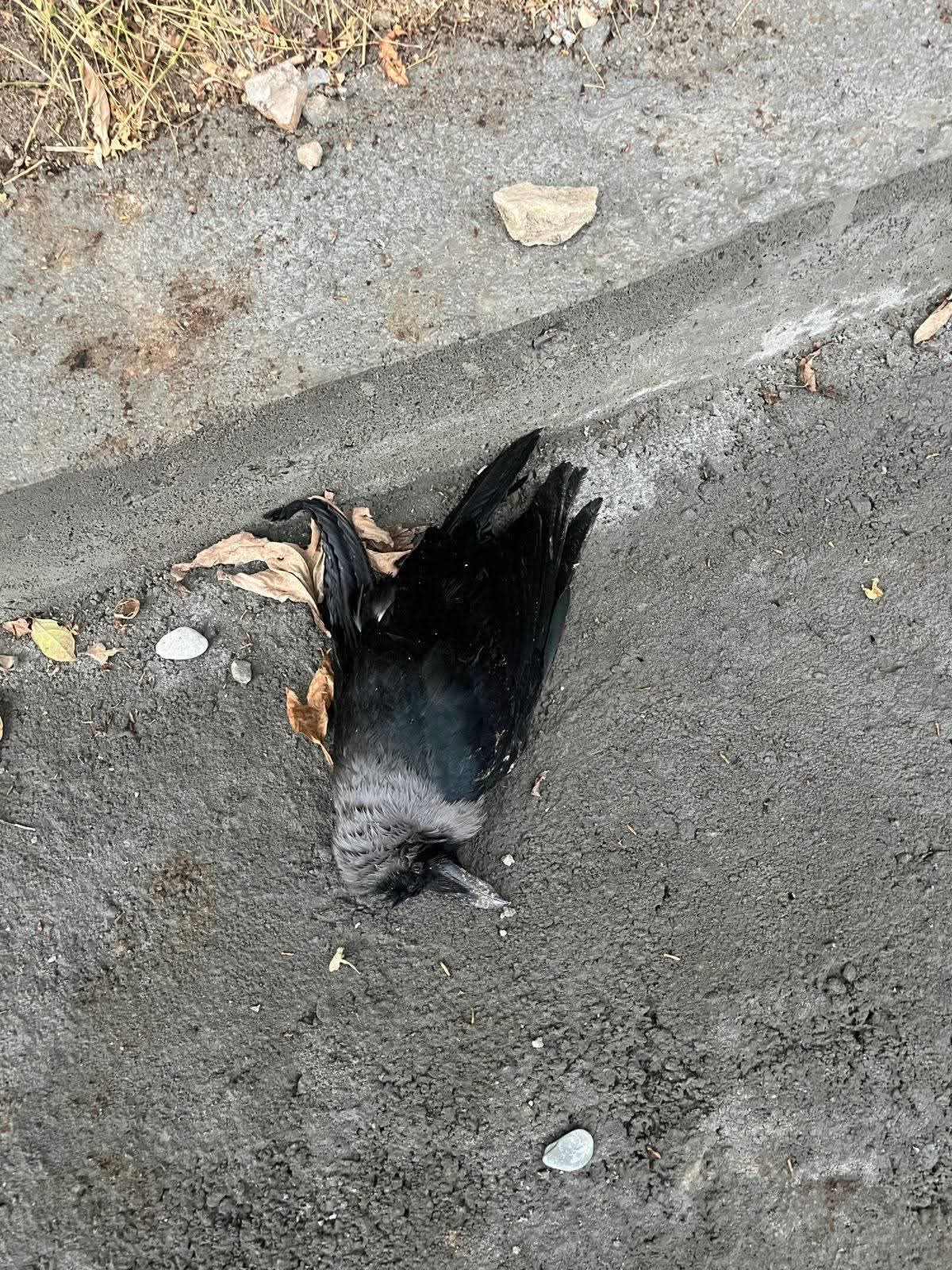 FB_IMG_1772344025121